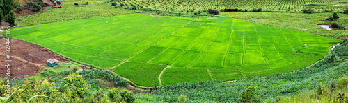 beautiful rice field and fruit field view surrounded by mountains in Chiang mai, Thailand.panoramic