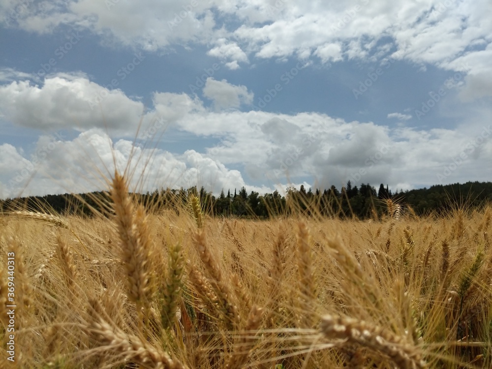 Fototapeta premium magic Field 