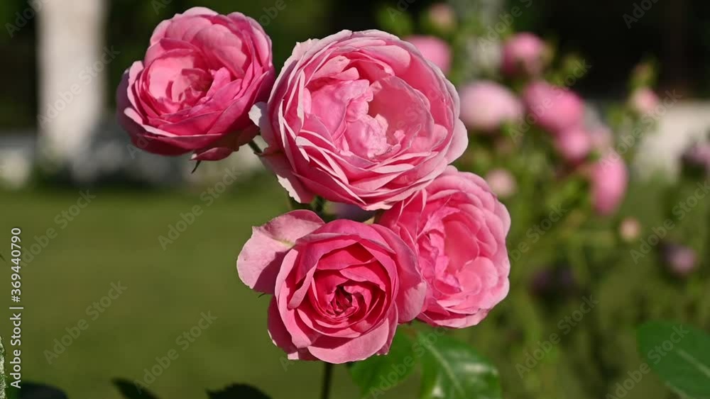 Rose flowers on a rose bush in clear weather on a blurred background with green tints. Bokeh Reflexes, Summer Park Atmosphere Rose flowers on a rose bush in clear weather on a blurred background with green tints. Bokeh Reflexes, Summer Park Atmosphere