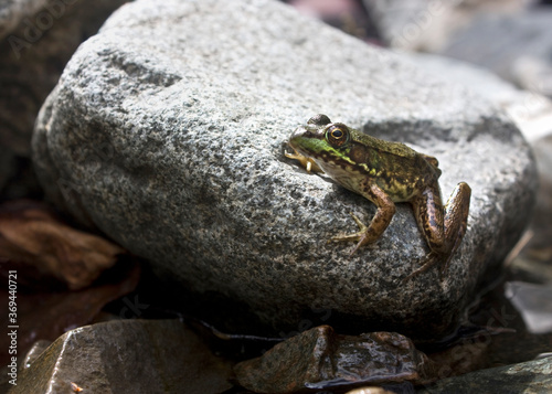 River Frog
