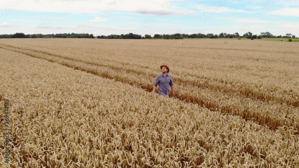 Farmer in Hat in Young Wheat Field and Examining Crop. Aerial View Man Walking Through Wheat Field. Wheat Field Farmer Walking Landscape Nature Agriculture Growth Drone Footage Man Sky. Farmer in Hat in Young Wheat Field and Examining Crop. Aerial View Man Walking Through Wheat Field. Wheat Field Farmer Walking Landscape Nature Agriculture Growth Drone Footage Man Sky.