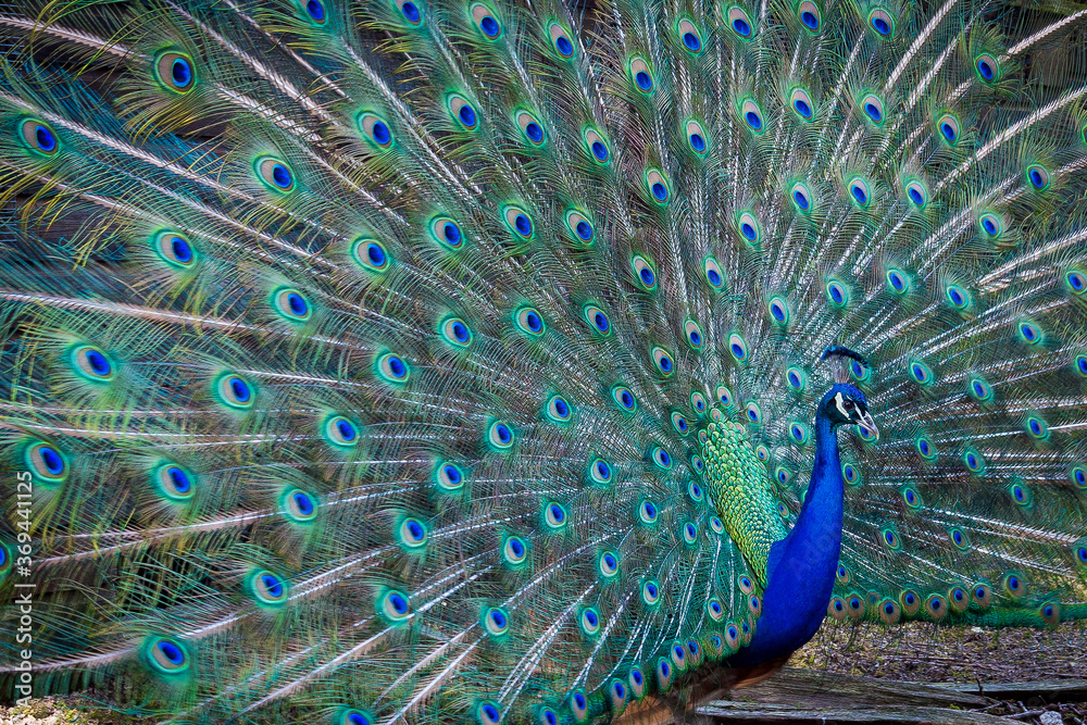 Obraz premium Majestic male peacock in full iridescent display radiating confidence, drama and visual power