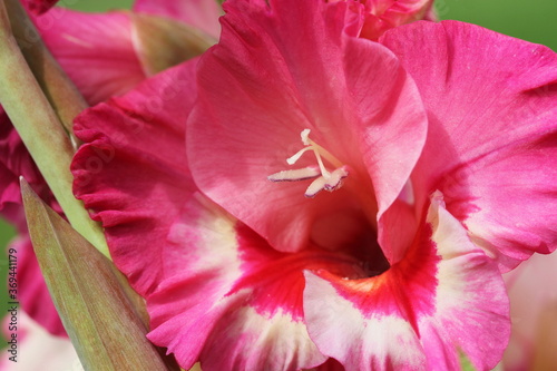 Pink gladioles Gladiolus flower. Spring garden with gladioles . Groups gladioles, sword lily, sword grass of green background photo