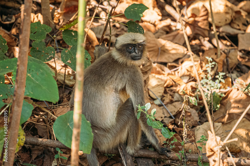 Goa, India. Gray Langur Monkey Sitting On Forest Ground