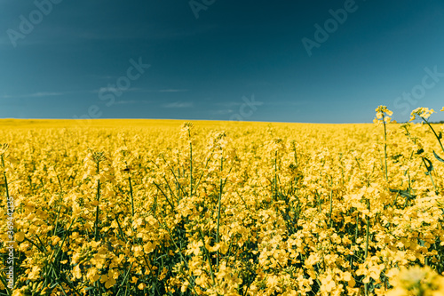Fototapeta Naklejka Na Ścianę i Meble -  Close Up Of Blossom Of Canola Colza Yellow Flowers Under Blue Sunny Sky. Rapeseed, Oilseed Field Meadow