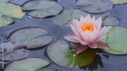 pink water lily