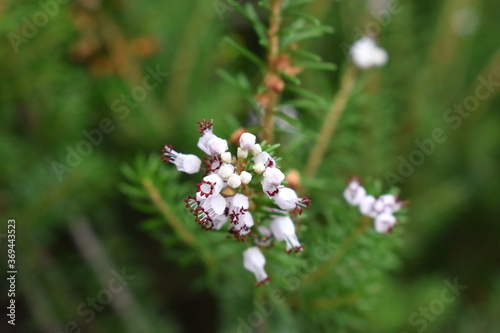 The little innocent white flowers in Sapporo Japan © Visualdiarydots