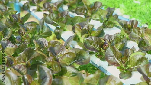 Green lettuce plants in growth at field,Organic romaine lettuces farm.