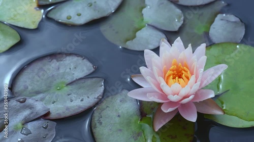 water lily in the pond