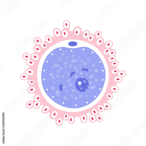 Egg cell anatomy