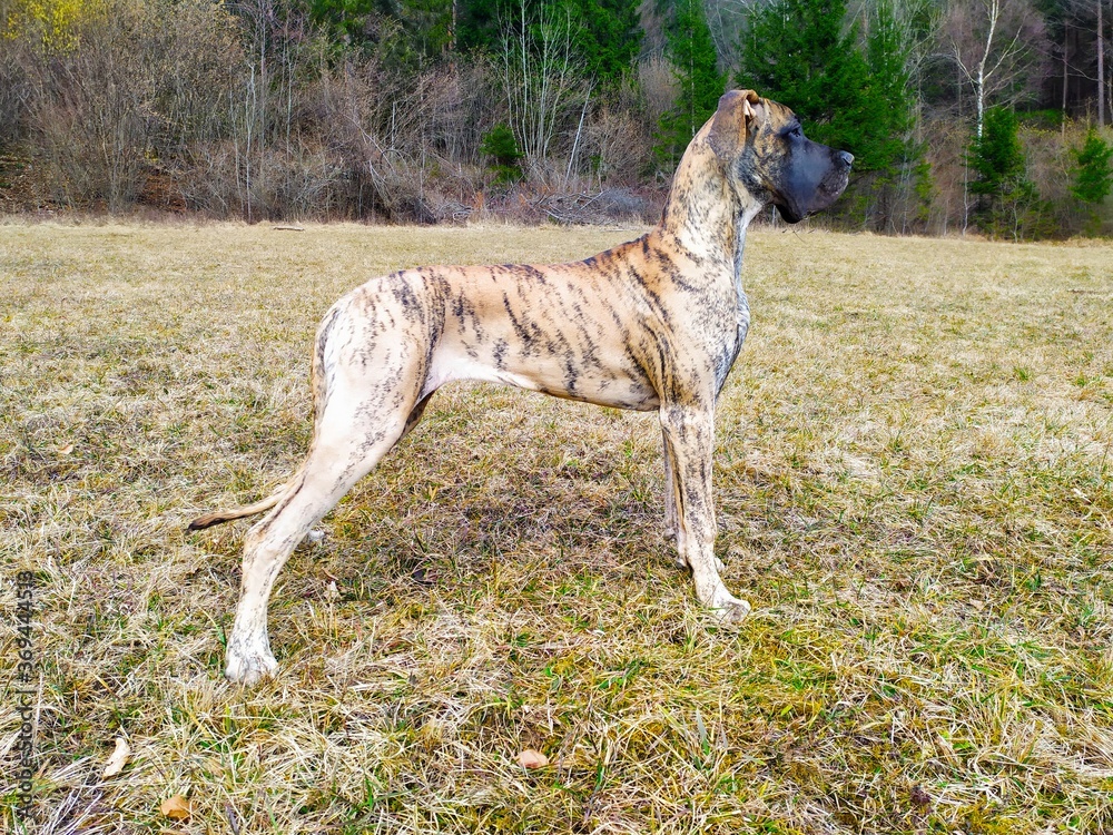 great dane in field