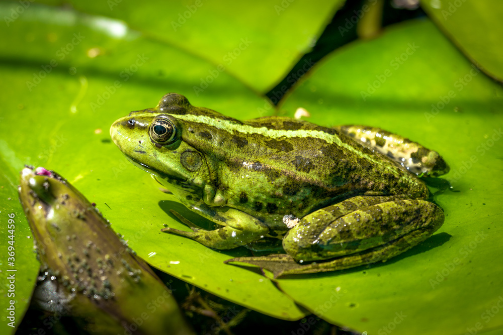 Fototapeta premium A green water frog sunbathing on a water lily pad