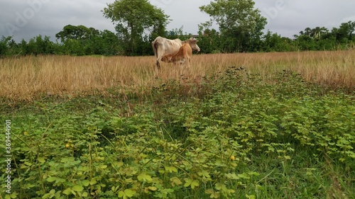 horse in the field