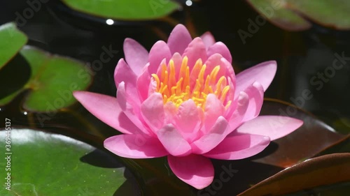 Pink lotus on the lotus pond.blooming waterlily in the summer.