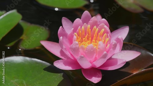 Pink lotus on the lotus pond.blooming waterlily in the summer.
