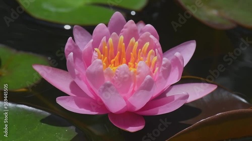 pink water lily