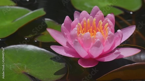 pink water lily