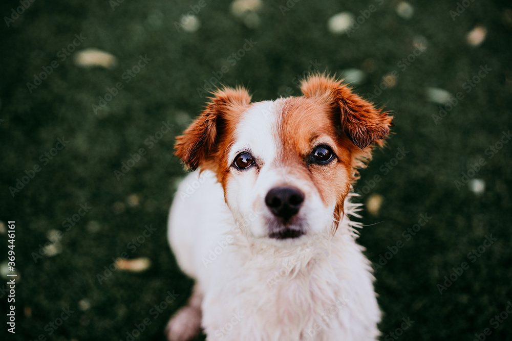 portrait of cute jack russell dog smiling outdoors sitting on the grass, summer time