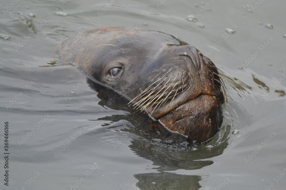 Fototapeta premium sea ​​lion off the coast of Chile