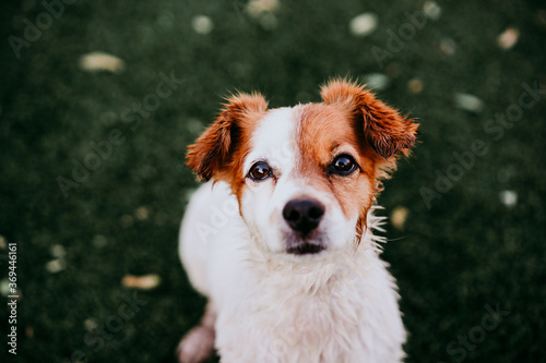 portrait of cute jack russell dog smiling outdoors sitting on the grass, summer time © Eva