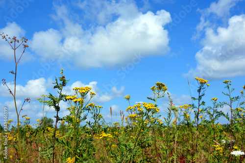 Fototapeta Naklejka Na Ścianę i Meble -  Beautiful natural summer landscape. Wildflowers and daisies close-up against a blue sky and white clouds. Prairie grasses grow in the open air.