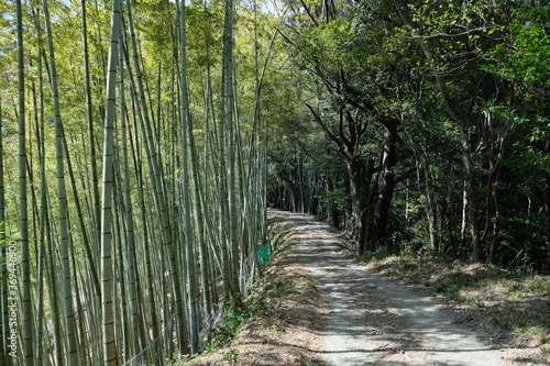 Bamboo path at Fujieda, Japan