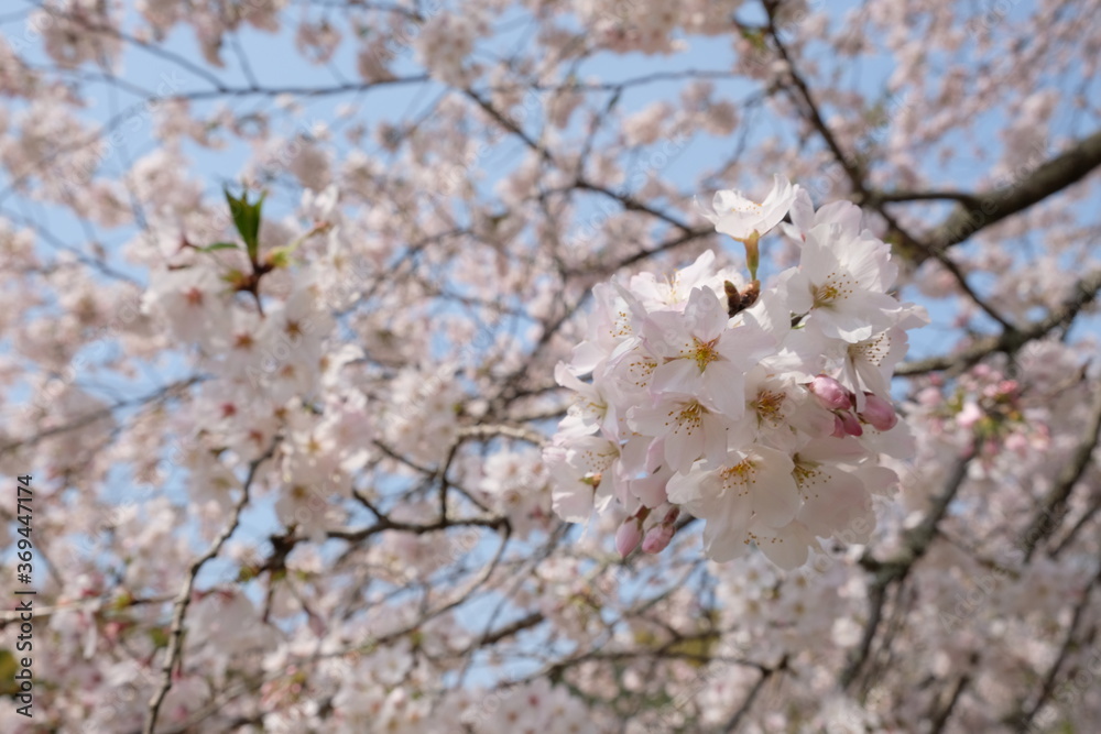 Beautiful cherry blossom at SHizuoka village, Japan. In Japan, the appearance of cherry blossoms, known as sakura, signals the beginning of spring. Beautiful cherry blossom at SHizuoka village, Japan. In Japan, the appearance of cherry blossoms, known as sakura, signals the beginning of spring.