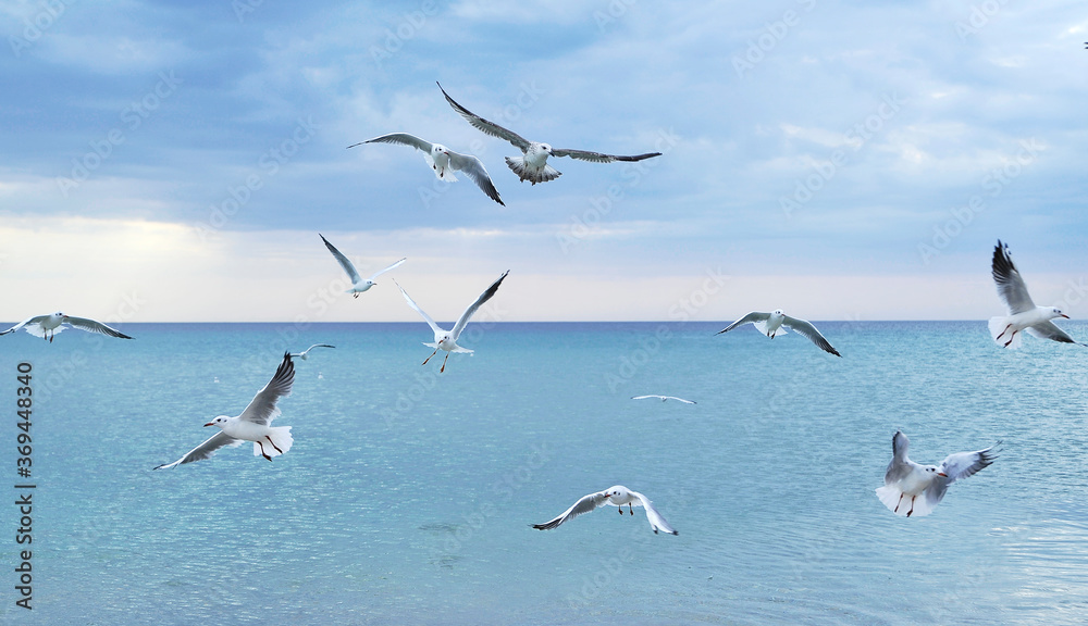 Obraz premium Seagulls on the beach.