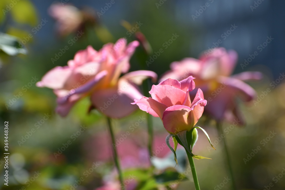 夏の庭園で咲くピンク色のバラの花　ティファニー