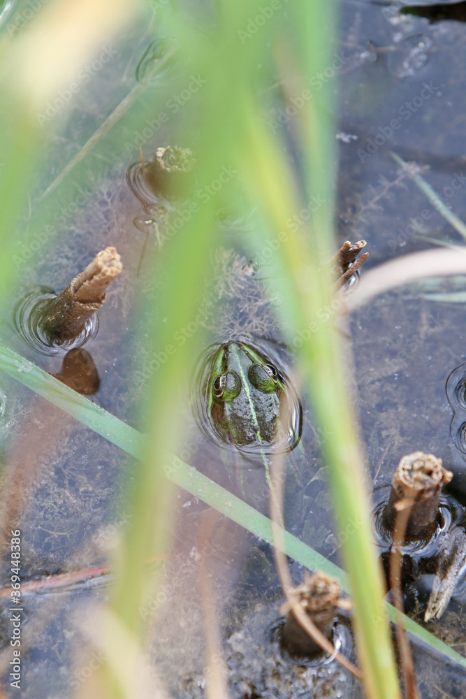 Frosch in einem Teich Frosch in einem Teich