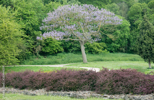 Beautiful tree with purple blue flowers in Lesnes Abbey Wood park  photo