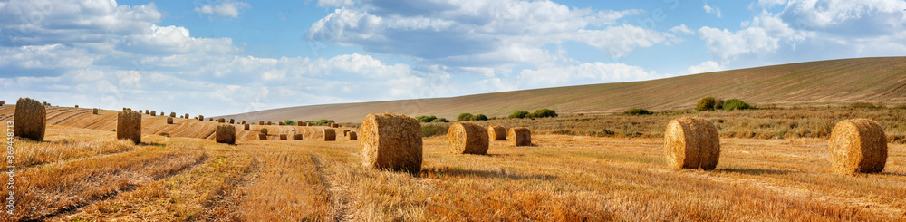 Cylindrical straw bales lie on a sloping field.