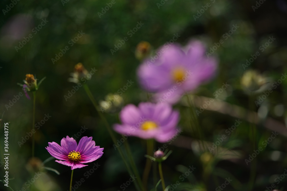 Light Pink Flower of Cosmos in Full Bloom
Light Pink Flower of Cosmos in Full Bloom