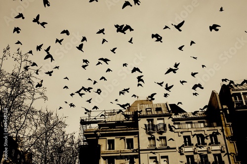 Pidgeons flight in Paris