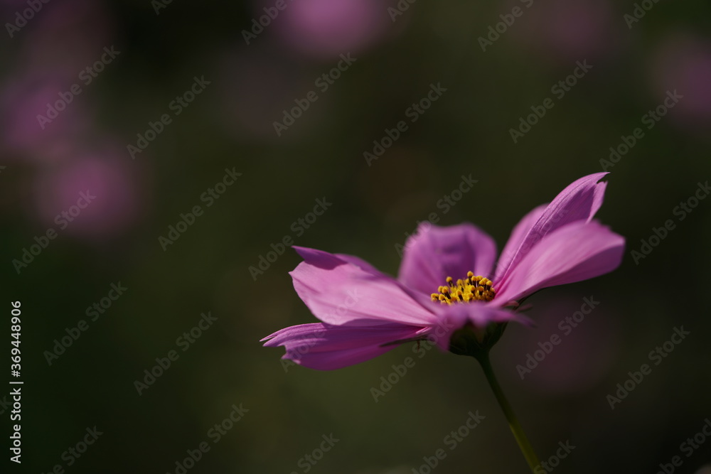 Light Pink Flower of Cosmos in Full Bloom
Light Pink Flower of Cosmos in Full Bloom