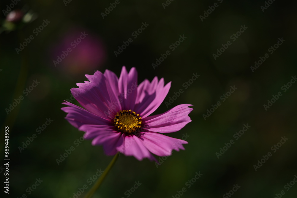 Light Pink Flower of Cosmos in Full Bloom
Light Pink Flower of Cosmos in Full Bloom