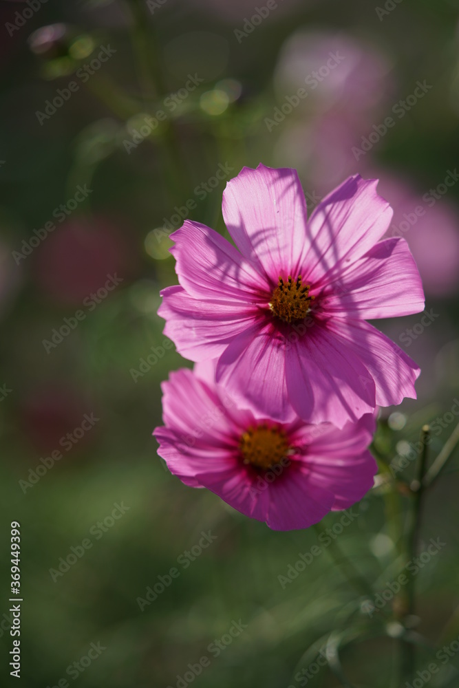 Light Pink Flower of Cosmos in Full Bloom
Light Pink Flower of Cosmos in Full Bloom