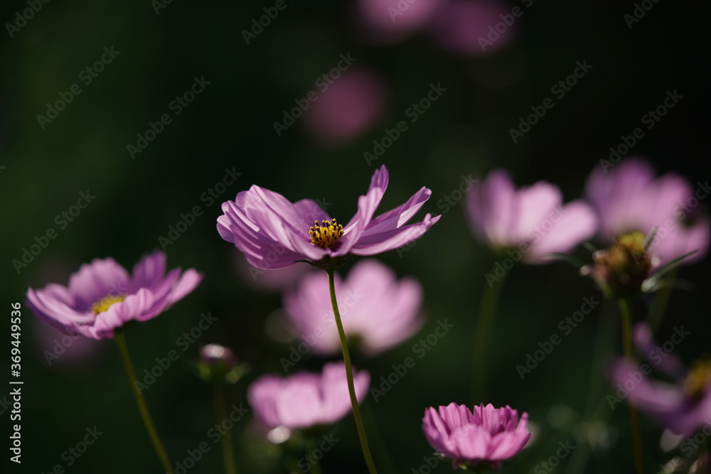 Light Pink Flower of Cosmos in Full Bloom
Light Pink Flower of Cosmos in Full Bloom