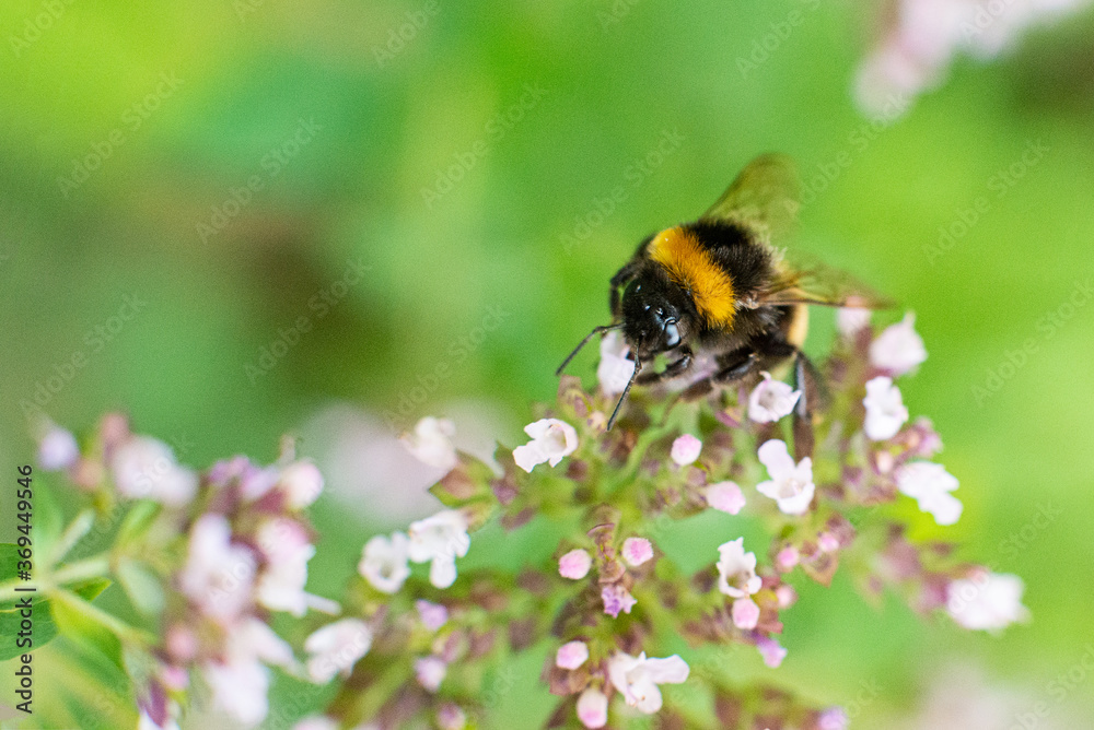 The bee collects pollen for honey from the Oregano plant. The bee collects pollen for honey from the Oregano plant.