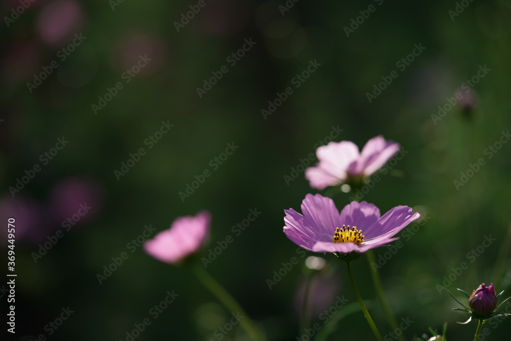 Light Pink Flower of Cosmos in Full Bloom
Light Pink Flower of Cosmos in Full Bloom