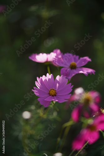 Light Pink Flower of Cosmos in Full Bloom 