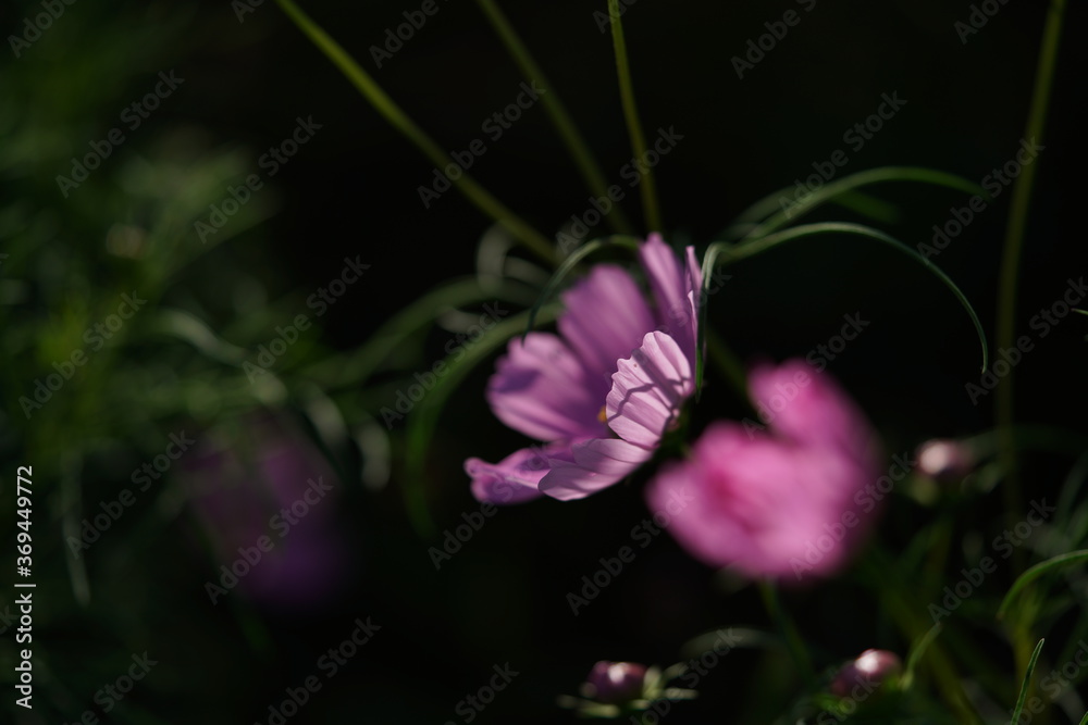 Obraz premium Light Pink Flower of Cosmos in Full Bloom 