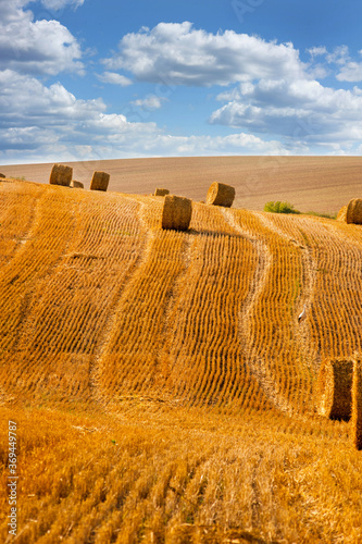 view of goldenhay bales on autumn field after harvest photo