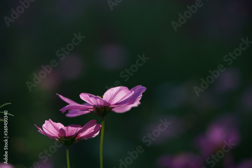 Light Pink Flower of Cosmos in Full Bloom

