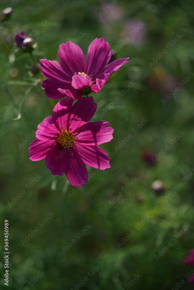 Light Purple Flower of Cosmos in Full Bloom
