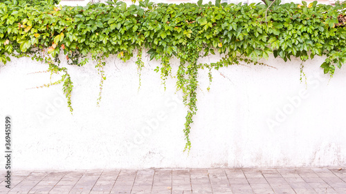 Ivy on the white wall beside the road. photo