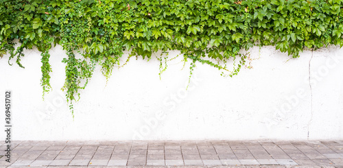 Fototapeta Naklejka Na Ścianę i Meble -  Ivy on the white wall beside the road.