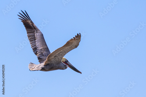 Brown Pelican with adult breeding plumage  Loreto  Baja California Sur  Mexico