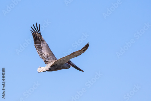 Brown Pelican with adult breeding plumage  Loreto  Baja California Sur  Mexico