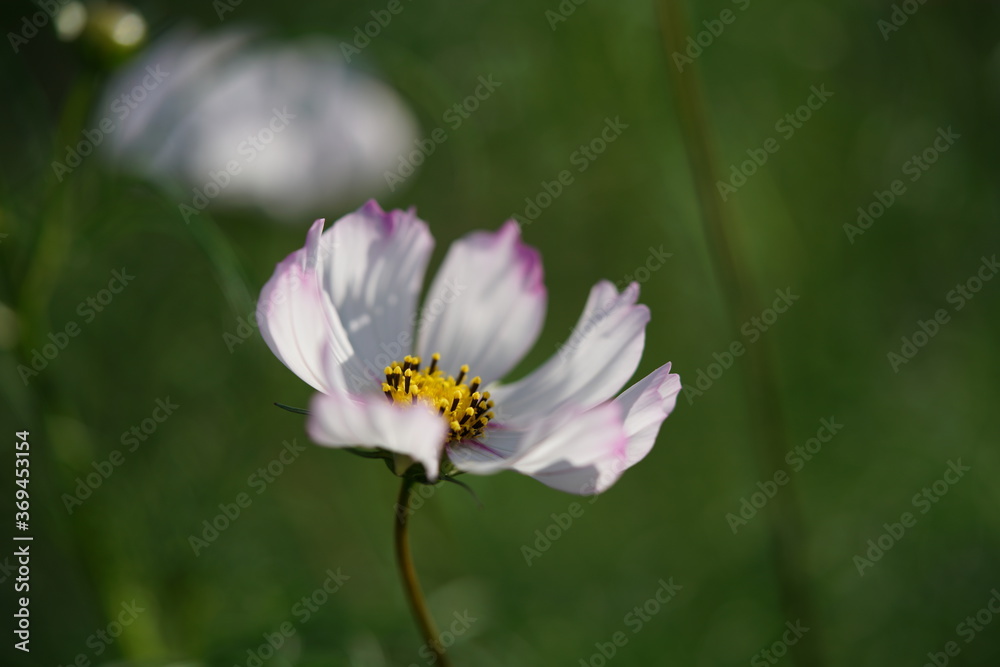 White Flower of Cosmos in Full Bloom
White Flower of Cosmos in Full Bloom